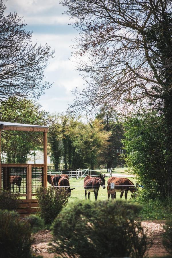 Le Village De Cottages - Le Pole Du Cheval Et De L'Ane Lignières Eksteriør billede